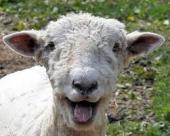  تصاویر زیبا و دیدنی از گوسفندها   