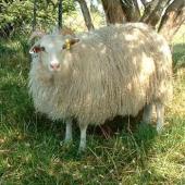  تصاویر زیبا و دیدنی از گوسفندها   