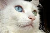  گربه های سفید با چشمان ابی   