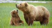  تصاویر زیبا و دیدنی از خرس ها   