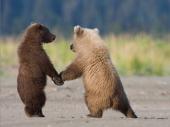  تصاویر زیبا و دیدنی از خرس ها   
