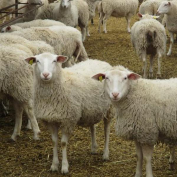 آگهی واردات و فروش انواع گوسفند نژاد رومن